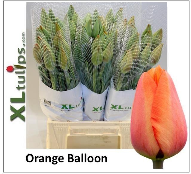 <h4>TU EN ORANGE BALLOON</h4>