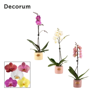 Phalaenopsis 1 tak 9+ mix in Lovely (Luxury World-collection)