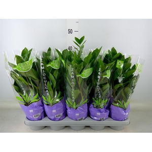 Zamioculcas zamiifolia