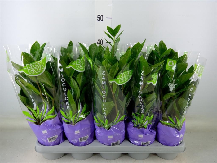 <h4>Zamioculcas zamiifolia</h4>