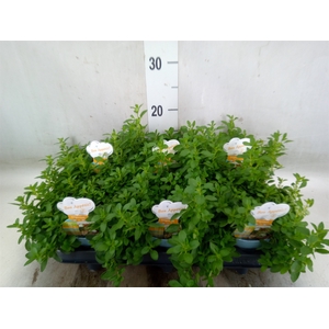 Origanum vulgare 'Compactum'
