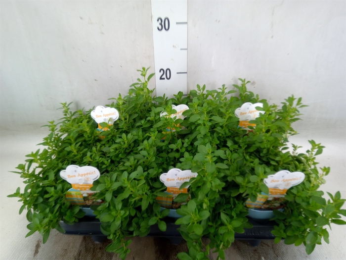 <h4>Origanum vulgare 'Compactum'</h4>