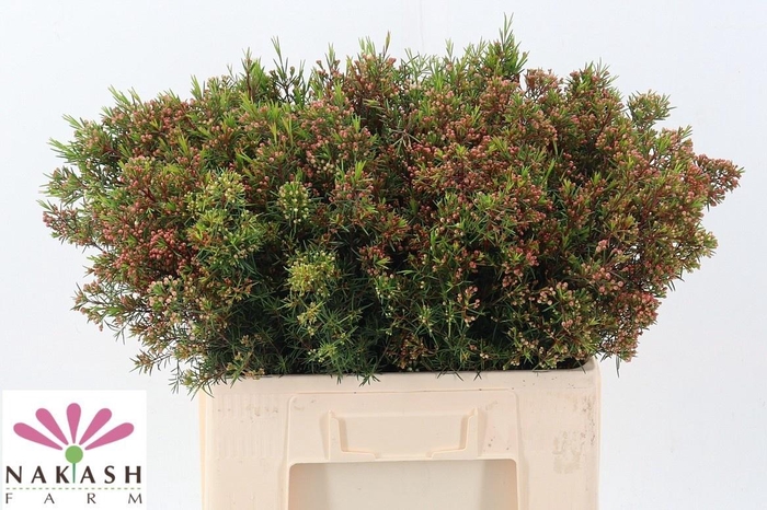 <h4>CHAME UN VEGA BLAD</h4>