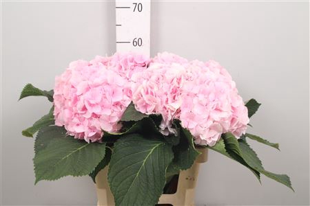 <h4>Hydr M Verena</h4>