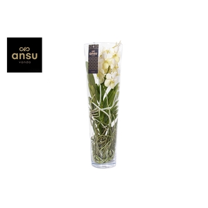 Vanda Lisanne 70 White