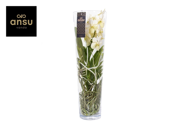 Vanda Lisanne 70 White