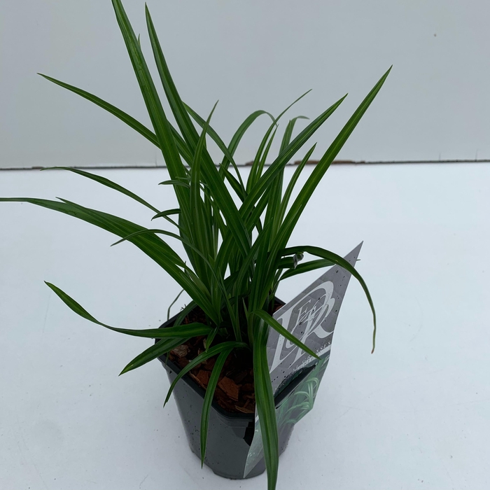 <h4>Graminées Carex 'Irisch Green'</h4>