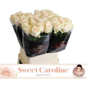 R Gr Sweet Caroline