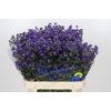 Aster Baby Parade
