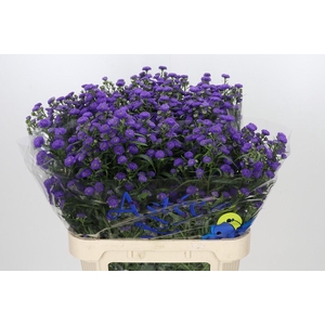 Aster Baby Parade