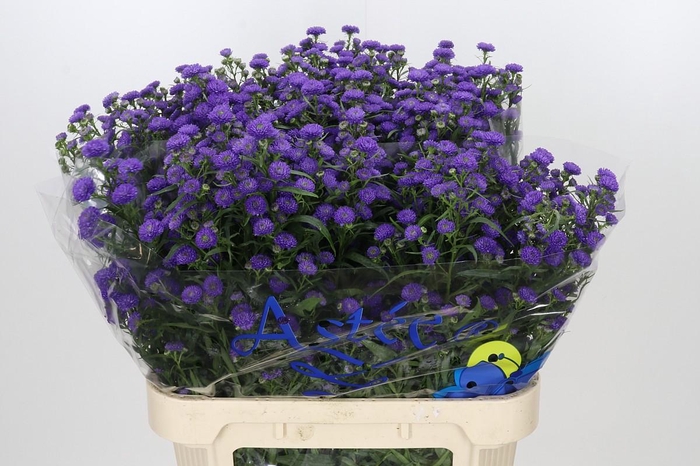 <h4>Aster Baby Parade</h4>