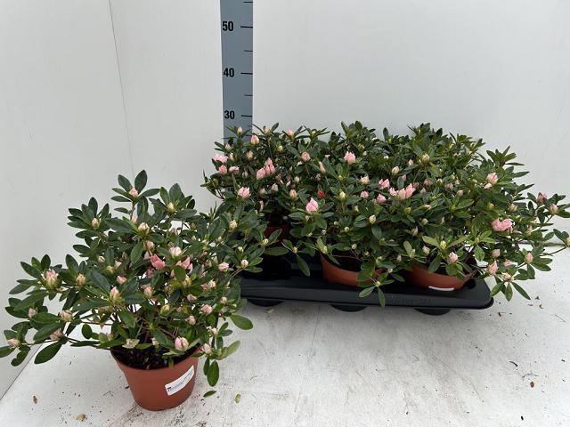 <h4>RHODO SI GLORIA</h4>