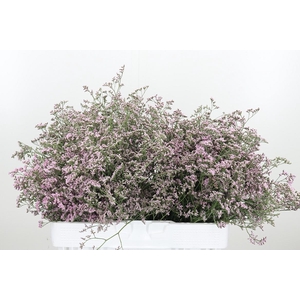Limonium Sinense Safora Oshi Pink