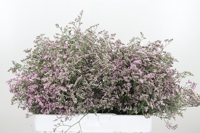<h4>Limonium Sinense Safora Oshi Pink</h4>