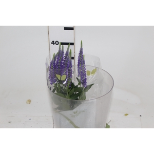 VERONICA LONGIFOLIA SKYLER BLUE 040