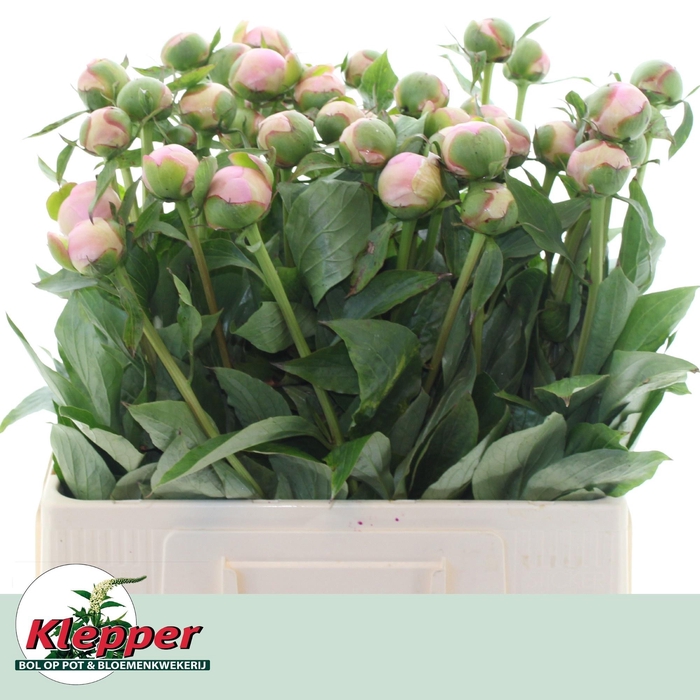 <h4>PAEO L ALERTIE</h4>