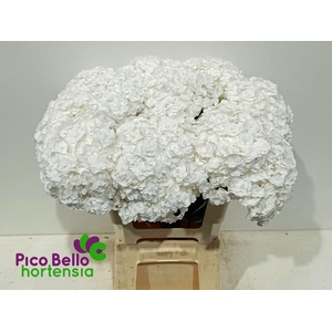 HYDRANGEA  'ROYAL HIGHNESS'