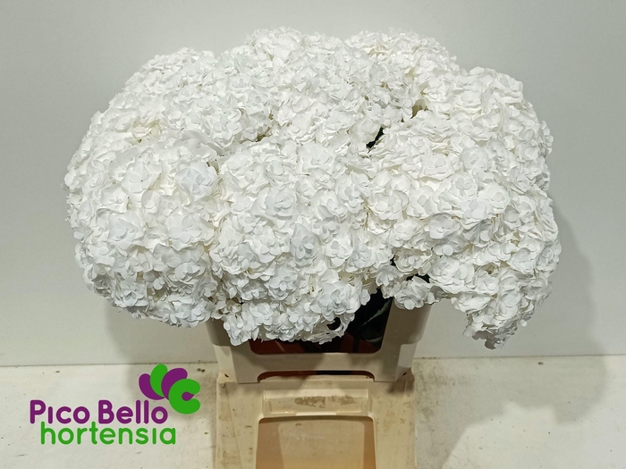 <h4>HYDRANGEA  'ROYAL HIGHNESS'</h4>