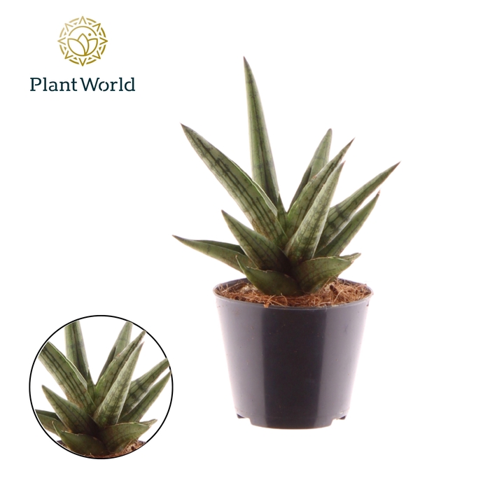 <h4>Sansevieria 'Helios Dwarf'</h4>