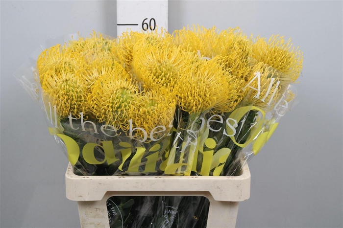 <h4>Leuco High Gold</h4>