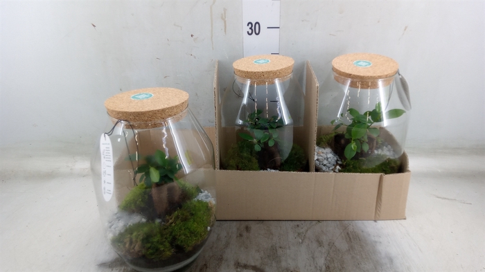<h4>Arr.   Planten H%</h4>