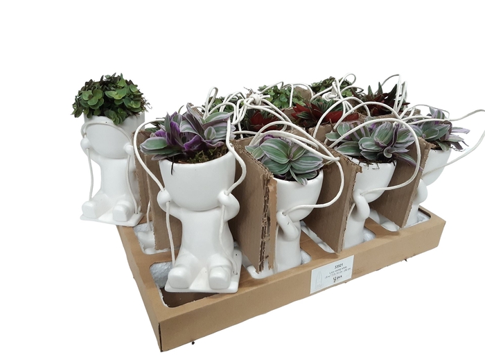 <h4>Arr.   Kamerplant Groen L%</h4>