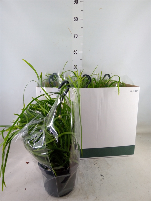 <h4>Lepismium bolivianum</h4>