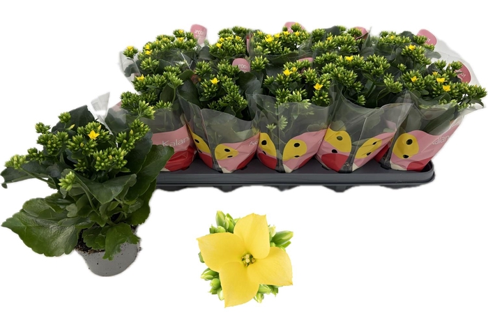 <h4>KAL EN ORI JOYCE</h4>