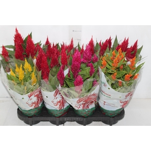CELOSIA P14 VARIADO