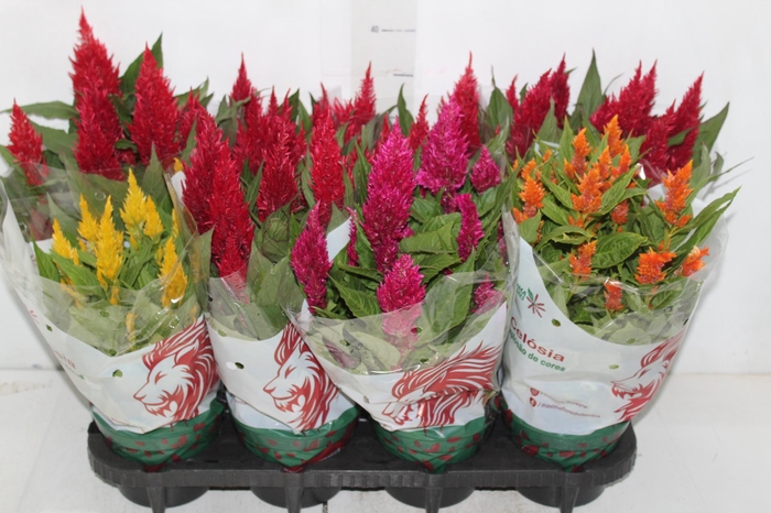 <h4>CELOSIA P14 VARIADO</h4>