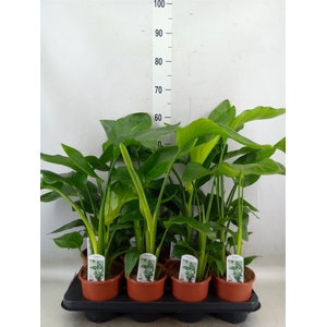 Strelitzia nicolai