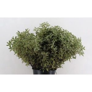 Pittosporum RND x10 (x5s)