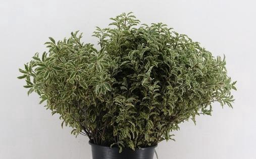 <h4>Pittosporum RND x10 (x5s)</h4>