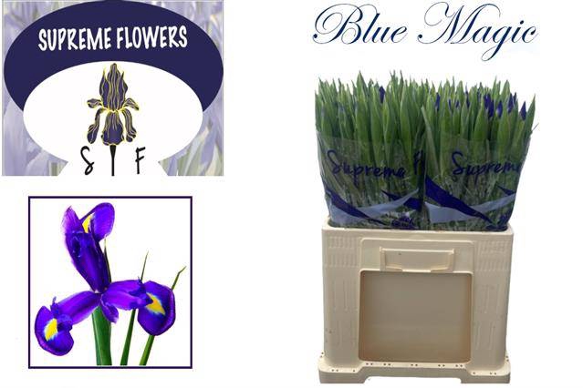 <h4>IRIS BLUE MAGIC</h4>