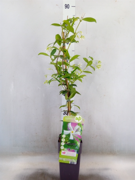 <h4>Trachelospermum jasm.</h4>