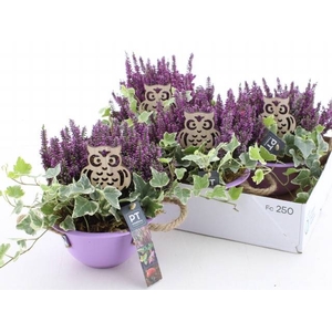 ARR TUINPLANTEN