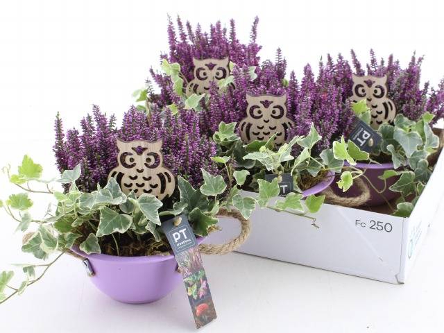 <h4>ARR TUINPLANTEN</h4>