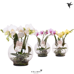 Kolibri Orchids Phalaenopsis Roots mix in glas bowl transparant