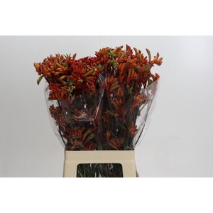 Kangaroo Paw Rampaging Roy Slaven