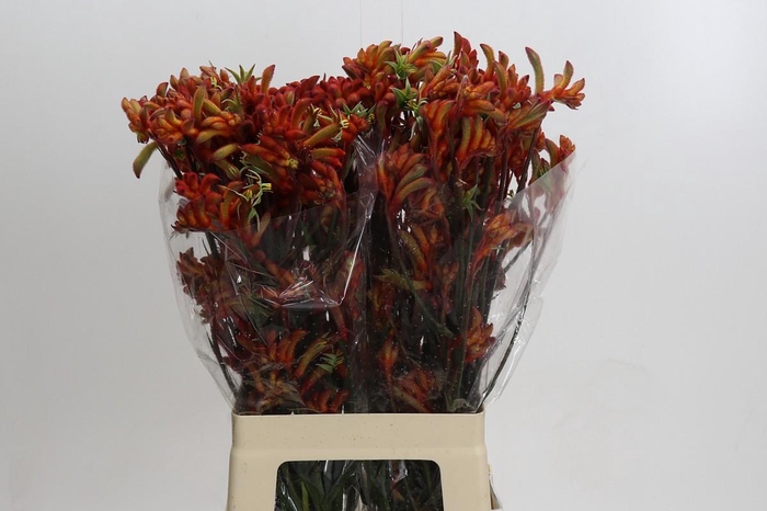 Kangaroo Paw Rampaging Roy Slaven