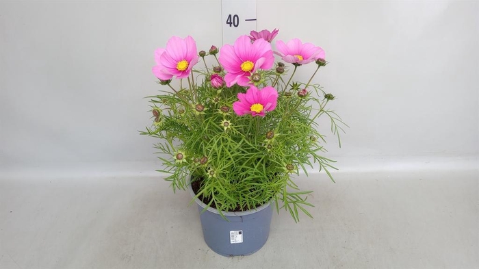 <h4>Cosmos bipinnatus 'Casanova Pink'</h4>