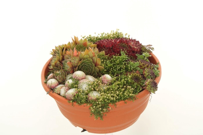 <h4>Sempervivum gemengd</h4>