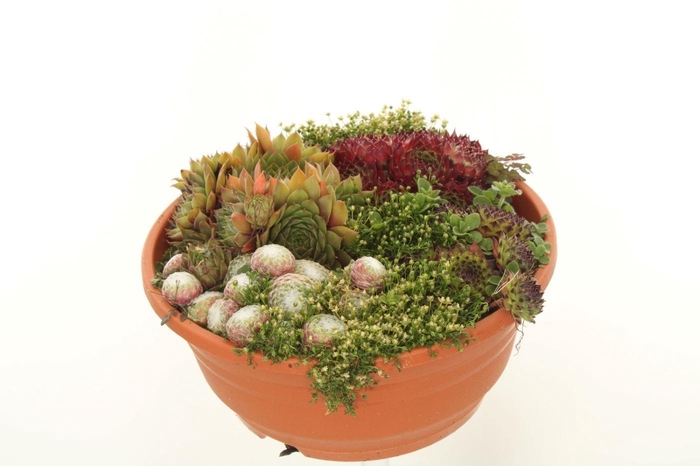 <h4>Sempervivum gemengd</h4>