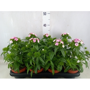 Dianthus barb. barbatus Dart Pink M