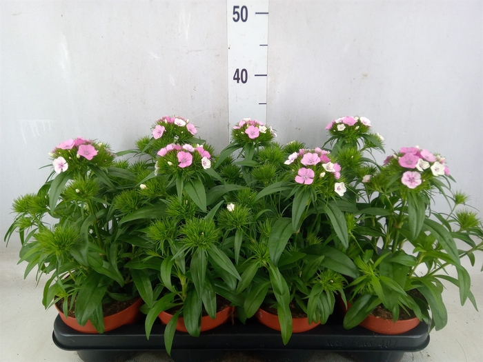 <h4>Dianthus barb. barbatus Dart Pink M</h4>