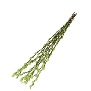 Dried flowers Willow catkins 70cm