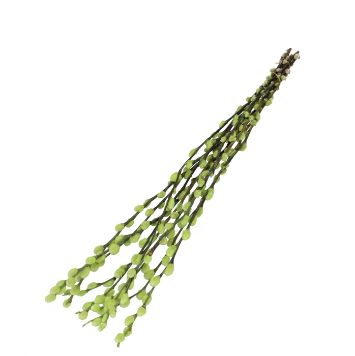 <h4>Dried flowers Willow catkins 70cm</h4>