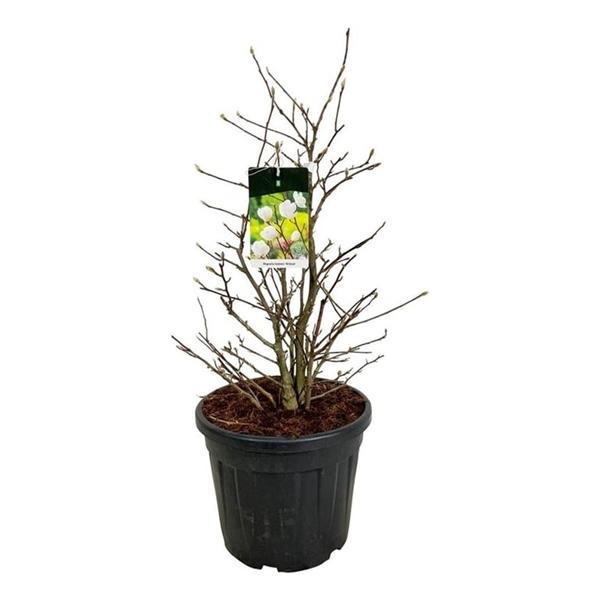 <h4>Magnolia loebneri 'Wildcat'</h4>