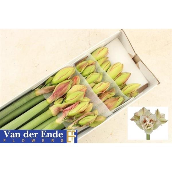 <h4>HIPP DG IRINIA</h4>