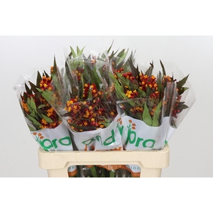 Asclepias Tuberosa Deep Red